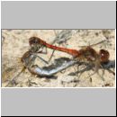 Sympetrum sp - Heidelibellen 01b.jpg